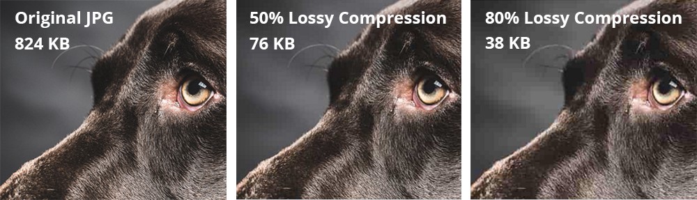 lossy-compression-visualized-doggo
