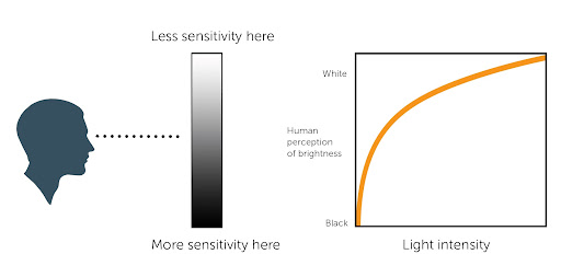HDR Awareness_Human Visual Brightness Perception Chart_Illustration